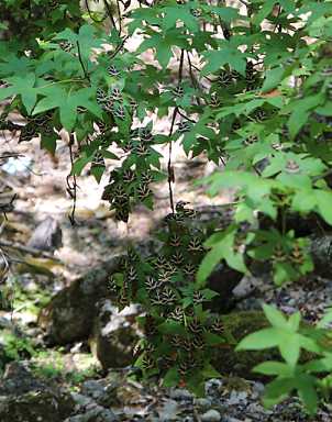 IMG_2222.JPG