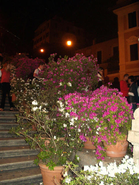 p5050034.jpg