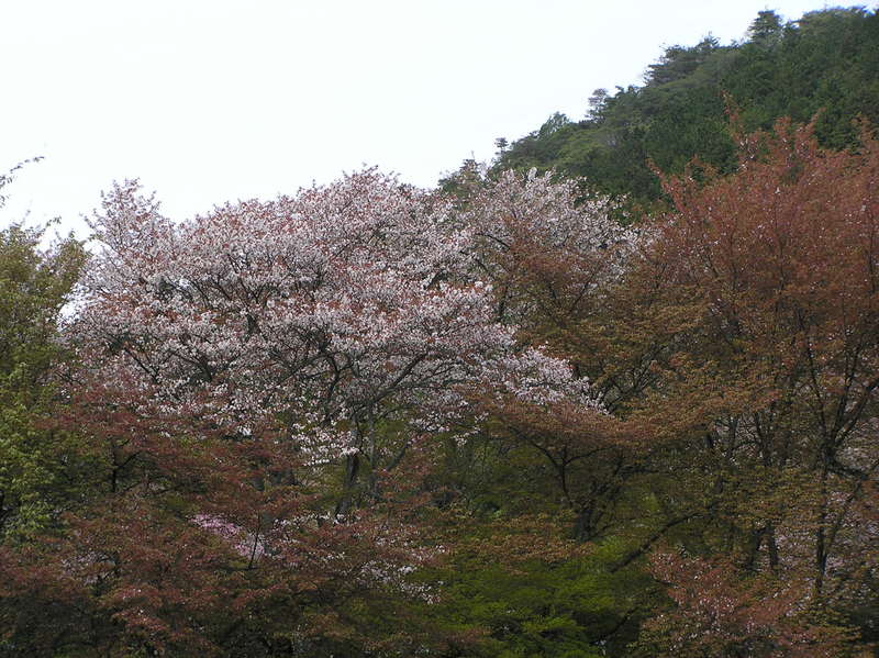 p4210039.jpg