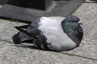 P6230042.JPG