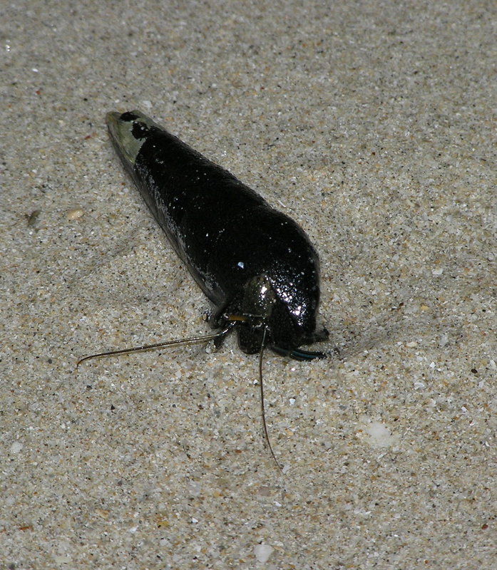 PB040268.JPG