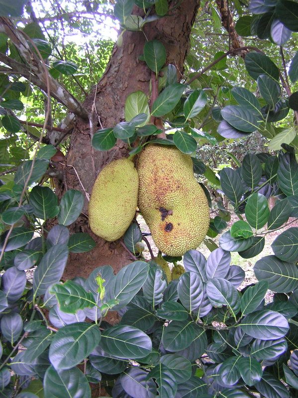 PA260049.JPG