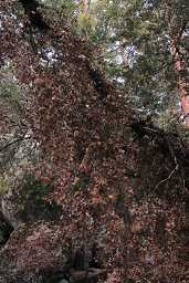 IMG_0368.jpg