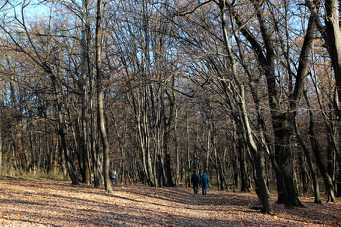 IMG_0128.jpg