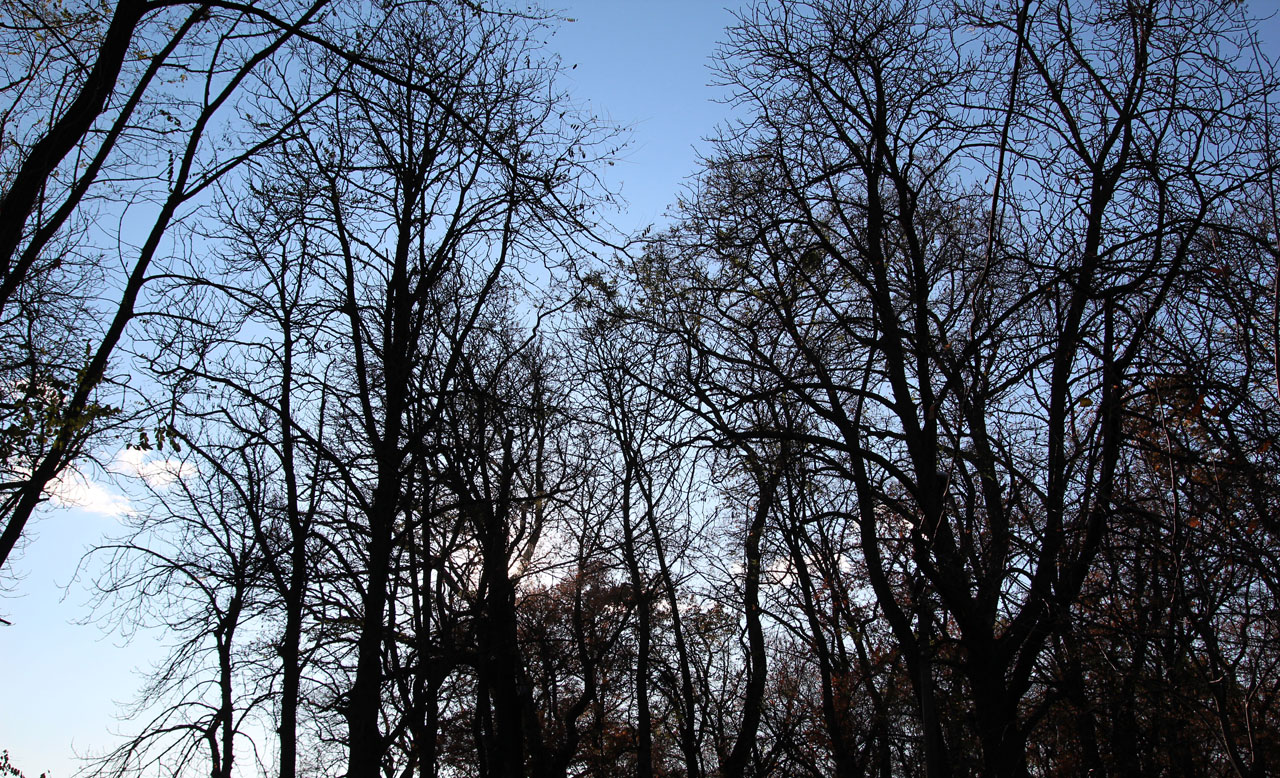 IMG_0142.jpg